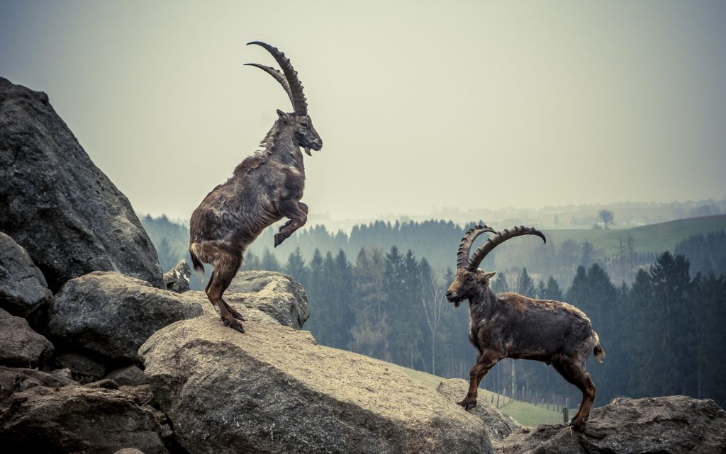 Swiss to ban foreign trophy hunters from killing Alpine ibex